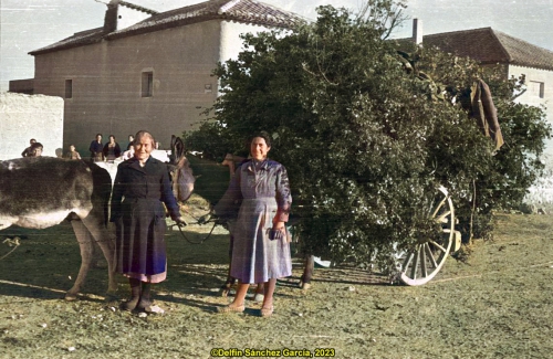 Acarreando leña (1956)