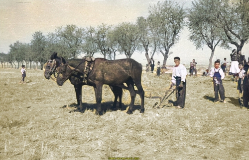 Concurso de arada (1953)