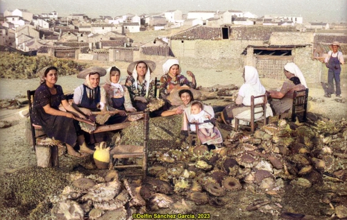 Desgranando pipas (1955)