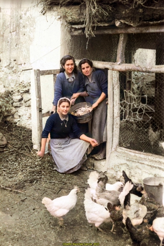 Mujeres cuidando el gallinero (1955)