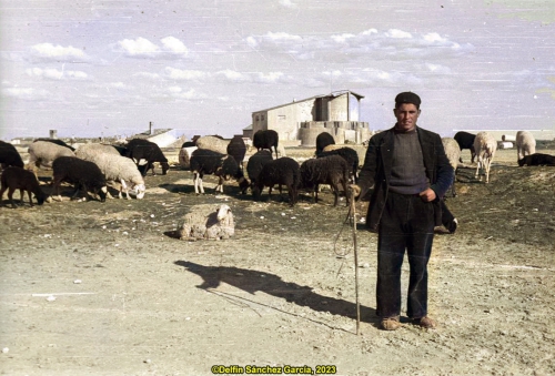 Pastor y ovejas (1953)