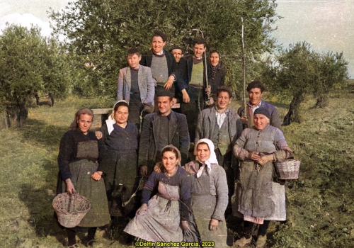 Recolección de aceituna (1955)