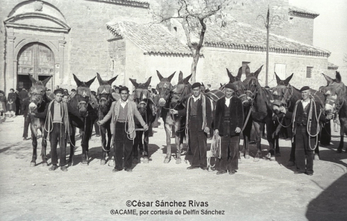 1954-Mozos-de-mulas-de-alguna-casa-de-labor-grande-en-la-dendicion-por-San-Anton